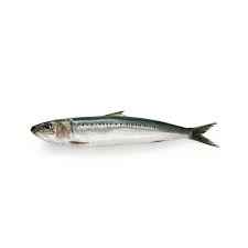 Ob Sardine Dressed 2lb