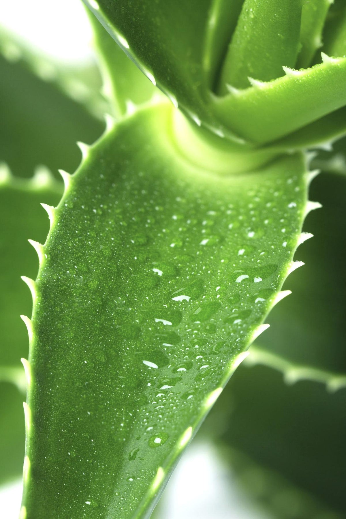 Aloe Vera Per Pc