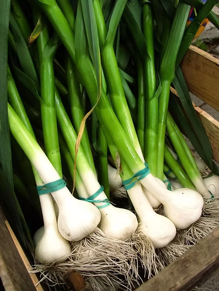 Garlic Bunch