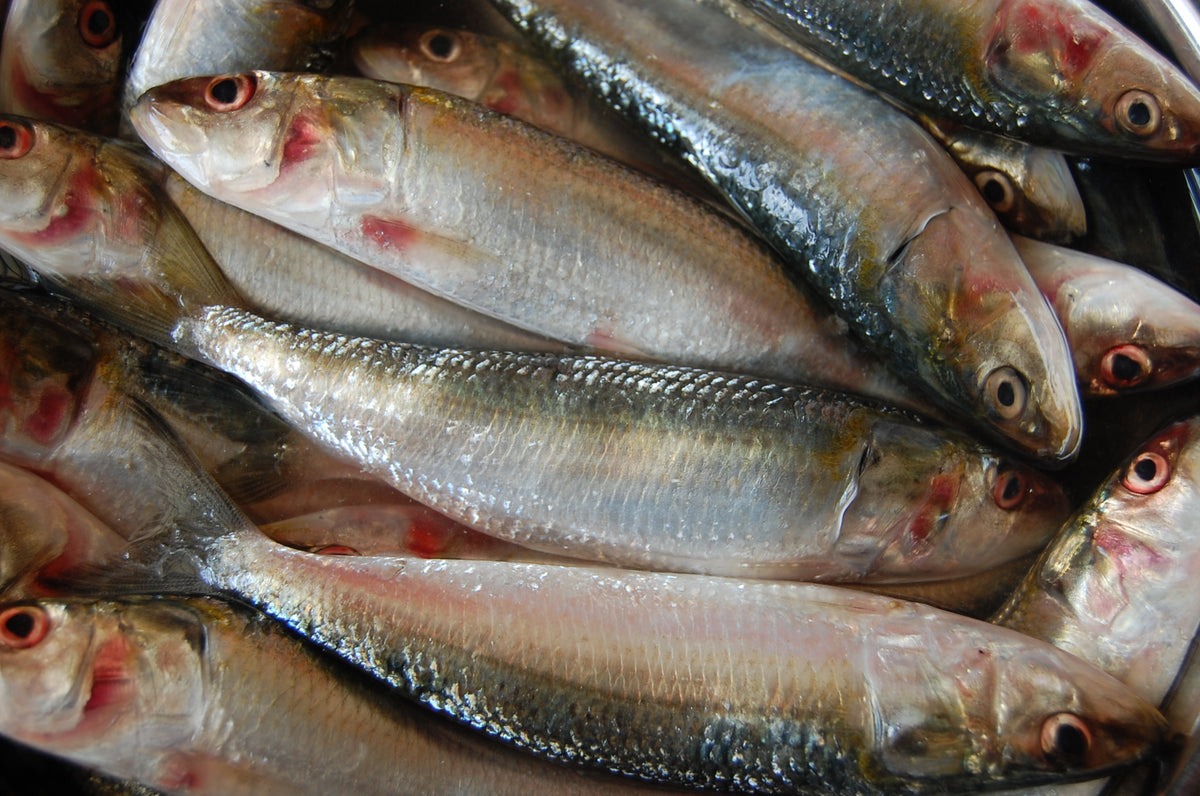 Og Indian Oil Sardine Big 2lb