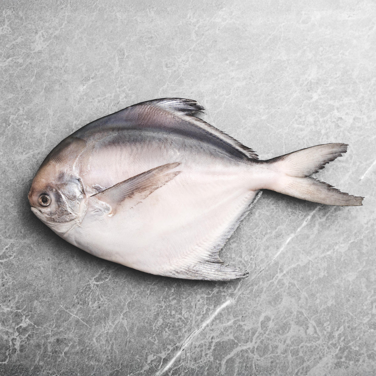 Saf Silver Pomfret Per Lb