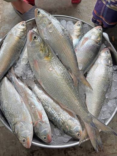 Saf Hilsa Taille 15/20 Per Lb