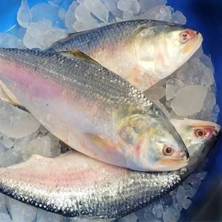Bk Hilsa Fish Per Lb