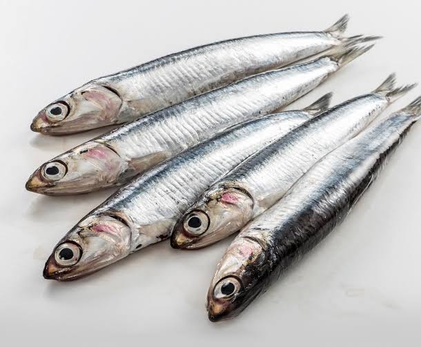 Sfd Anchovy Big 2lb