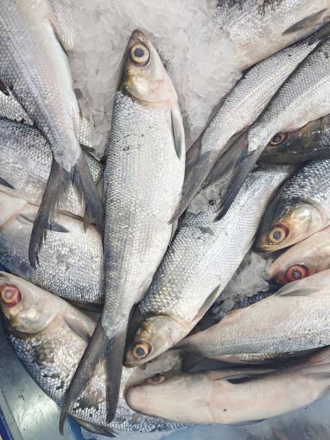 Ob Milk Fish Steaks 2lb