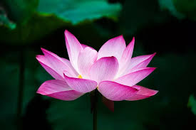 LOTUS EACH