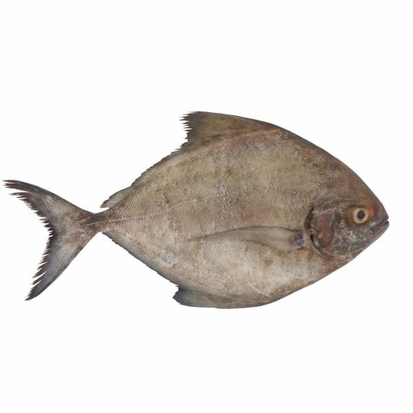 Black Pomfret Big Per Lb