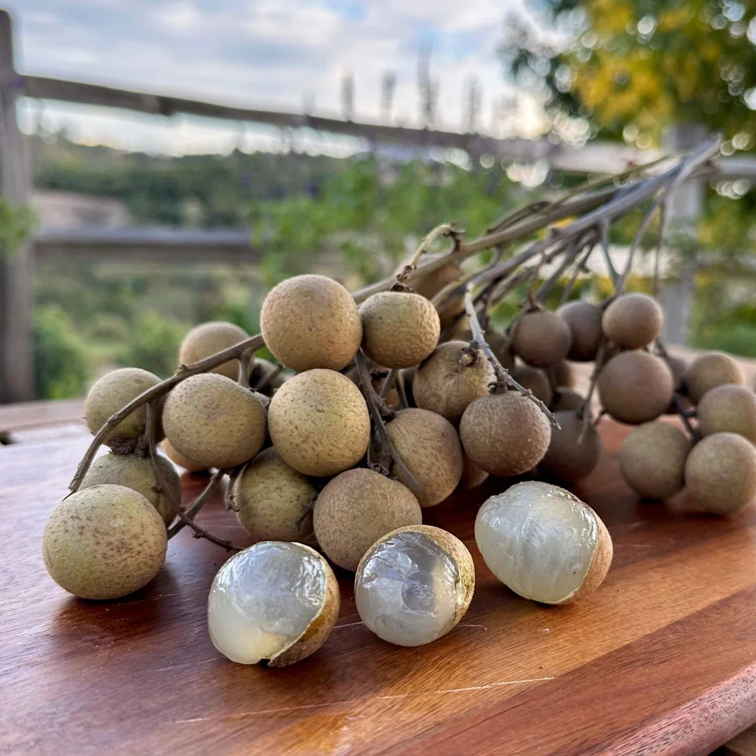 Longan Fruit Per Lb