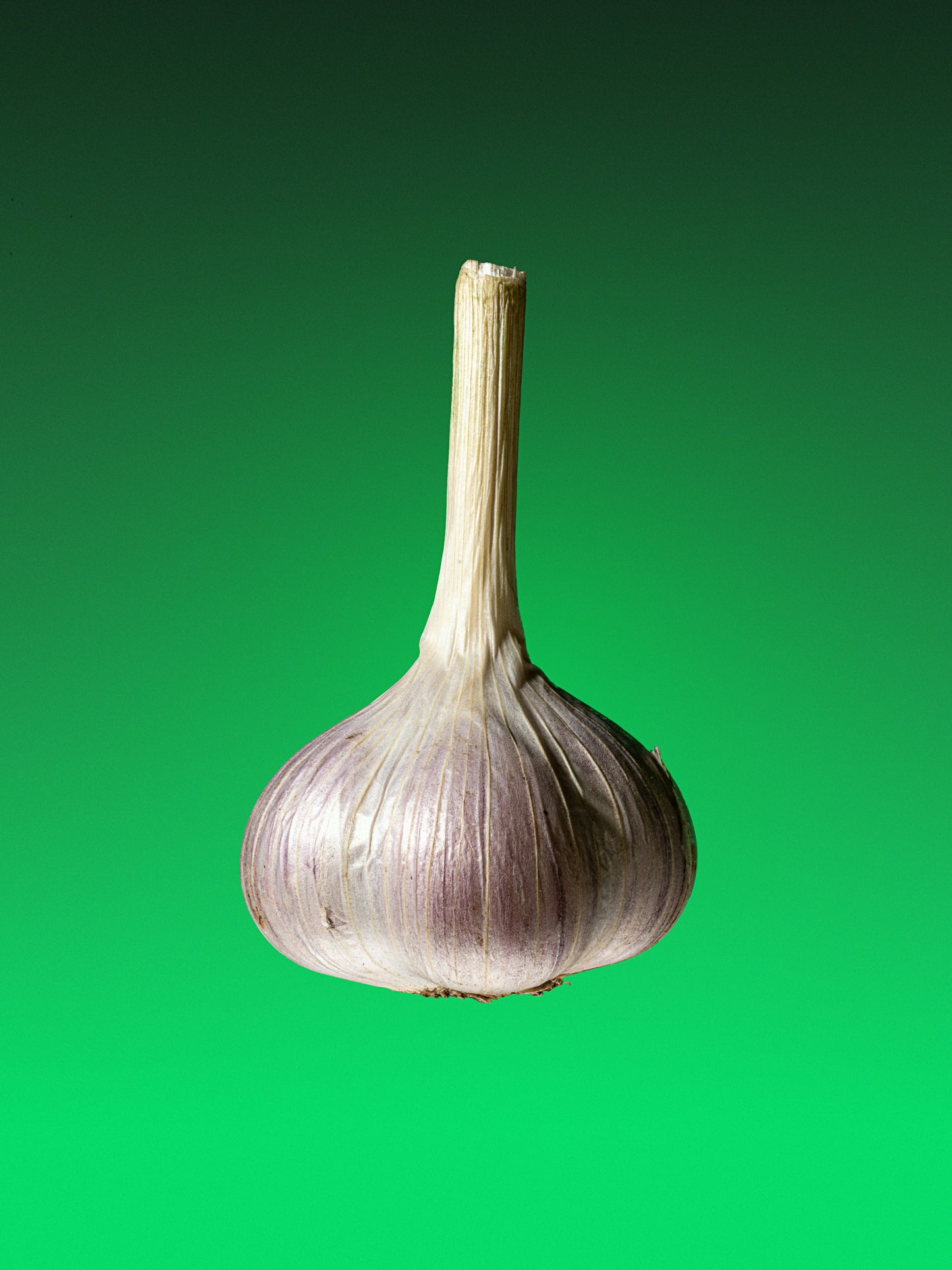 Garlic 1PC