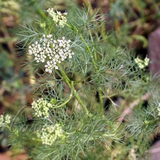 Ajwain Plant