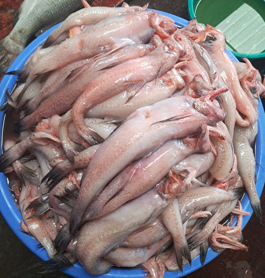 Bombay Duck Per Lb