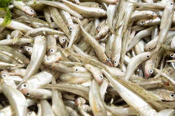 Anchovy Per Lb