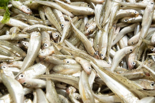 Anchovy Per Lb