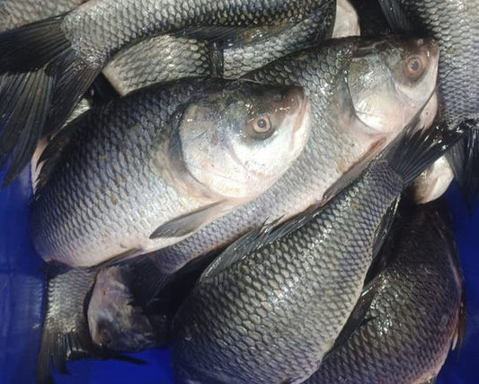Catla Fish Per Lb