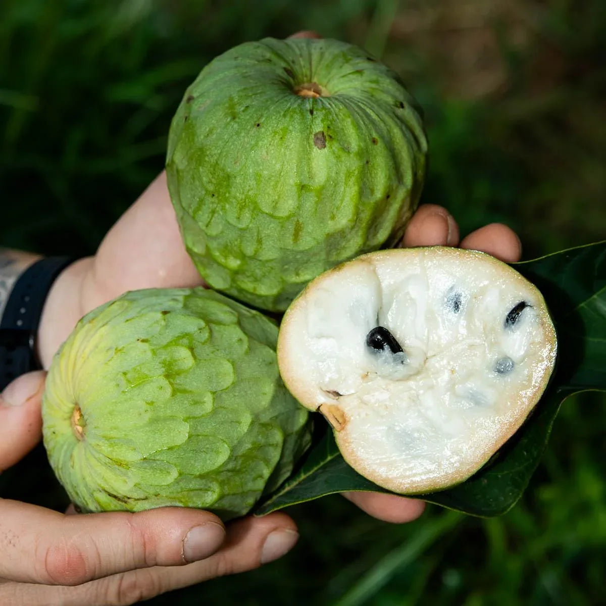 Cherimoya(ramafal)/lb