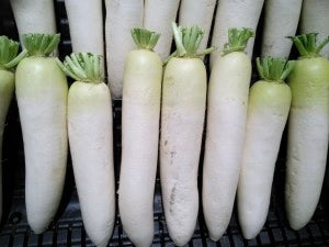 Muli/radish Per Lb