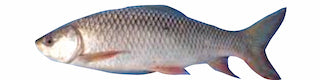 Saf Rohu 3kg Up Per Lb