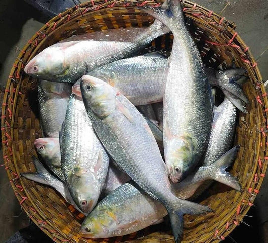 Bkn Hilsa 1800g Per Lb