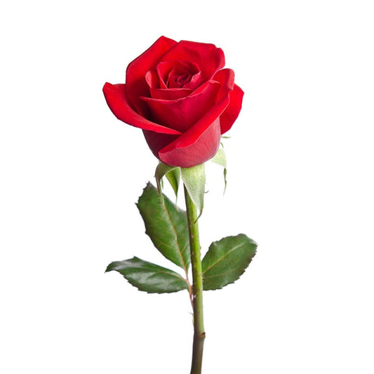 Rose Flowers Each