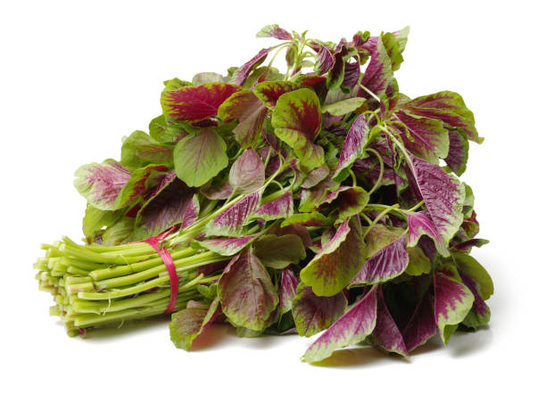 Red Leaves (thota)per Bunch