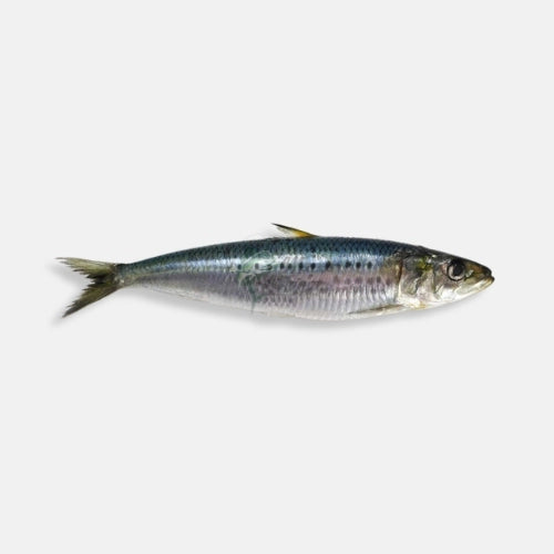 Rl Sardine 28oz