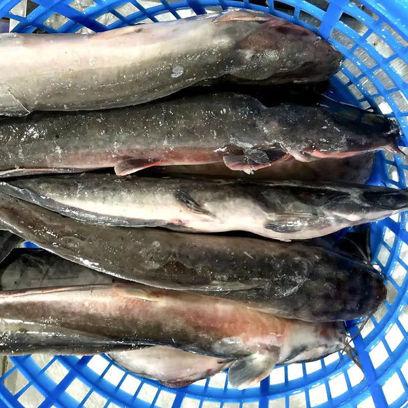 Saf Bh Clarias Fish Per Lb
