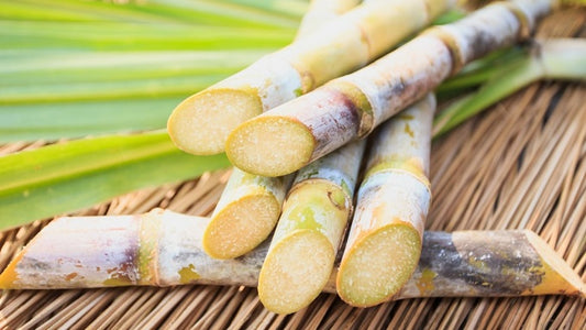 Sugar Cane Long