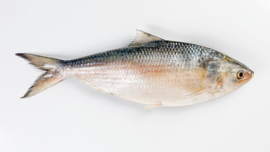 Saf Hilsa 12/15 Up Per Lb