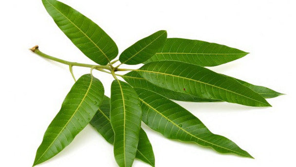 MANGO LEAVES PER BUNCH