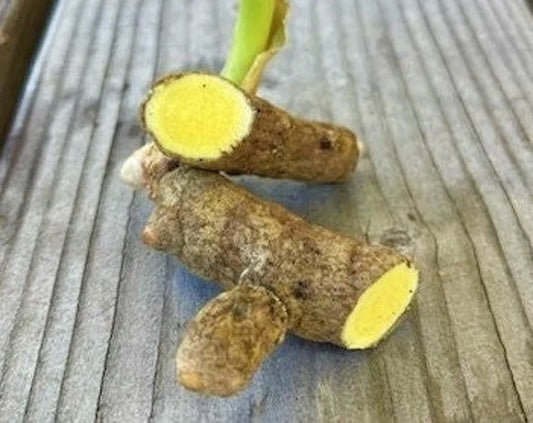 WHTE TRMRC / MAMIDI ALLAM LB