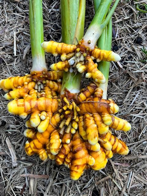 Turmeric Plant Each