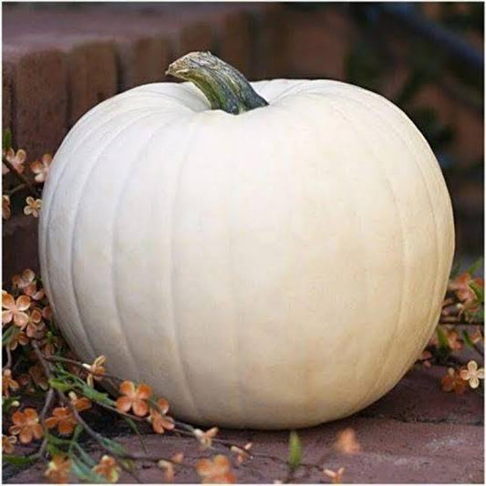 White Pumpkin Whole Per Lb