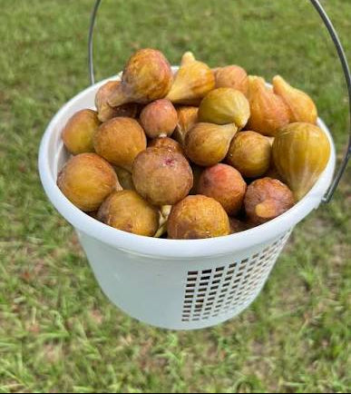 Brown Figs Per Lb