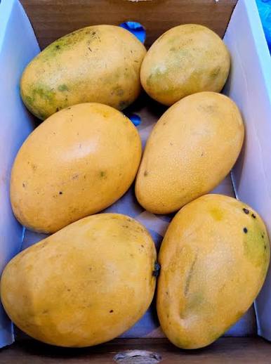 Mingolo Mango Box Each