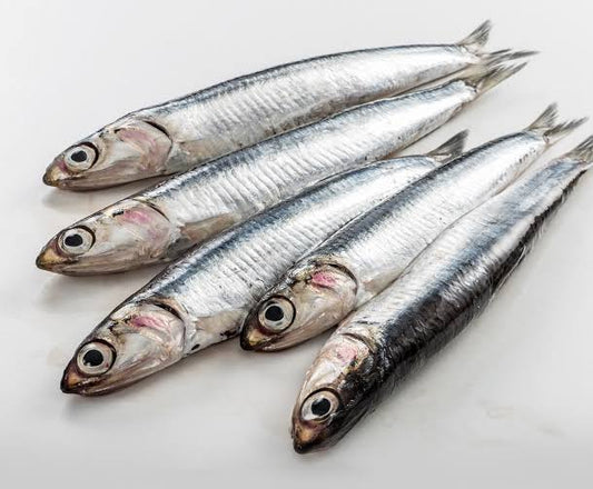 Sfd Anchovy Big 2lb