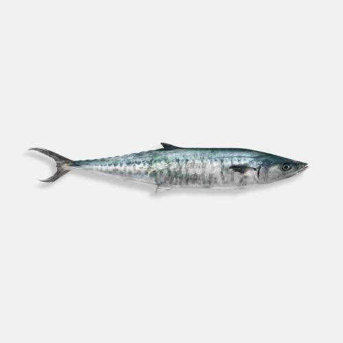 King Mackerel Fish 2lb