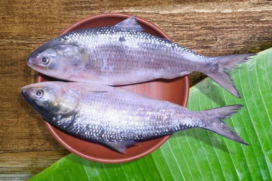 Hilsa 2kg Up Per Lb