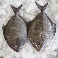 Saf Black Pomfret 2kg
