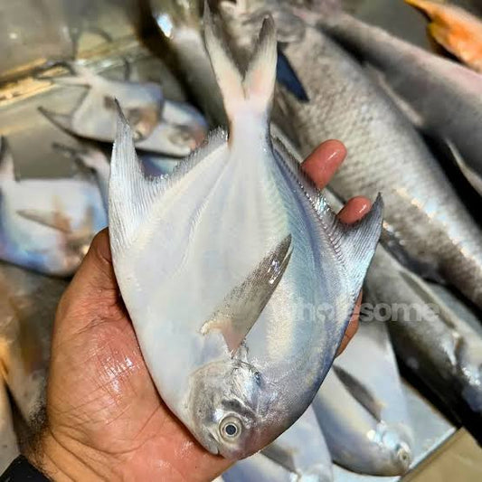 White Pomphet Per Lb