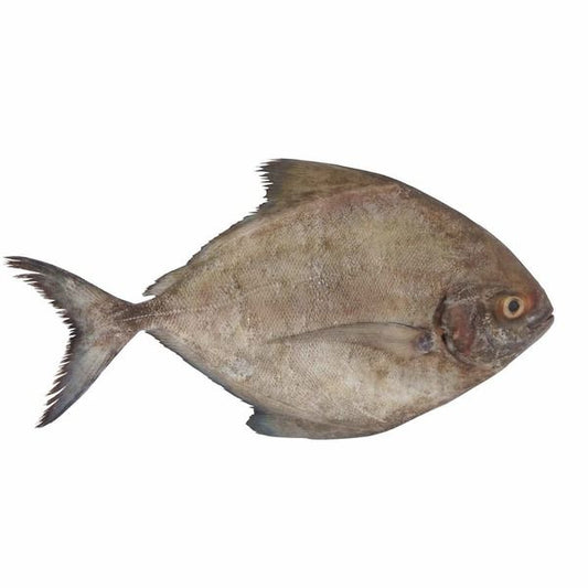 Black Pomfret Big Per Lb