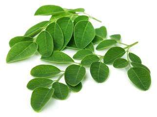 Drumstick Leaves Per Lb