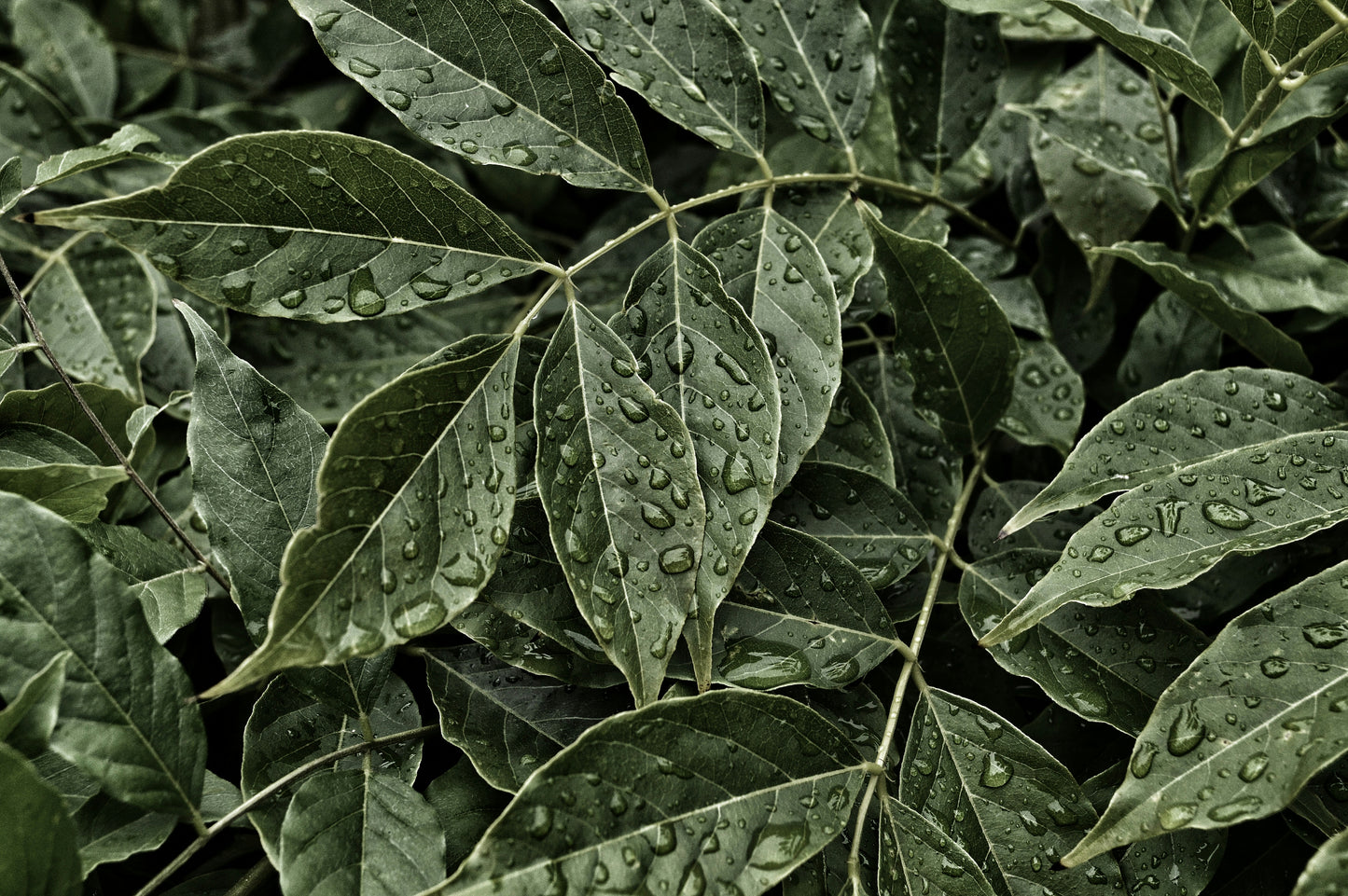 Curry Leaves Per Bag