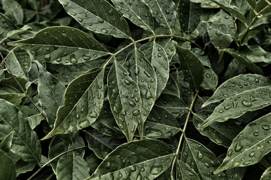 Curry Leaves Per Bag