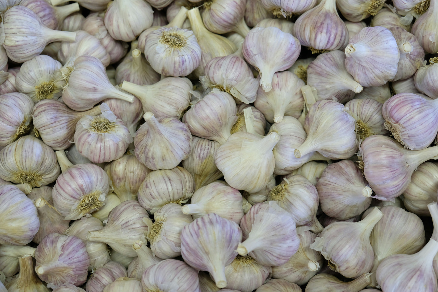 Peeled Garlic Box
