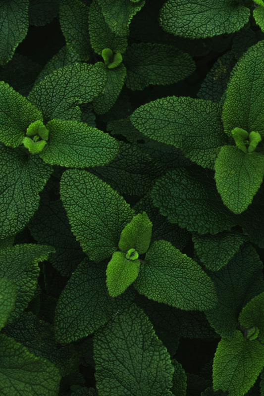 Mint Leaves Per PC