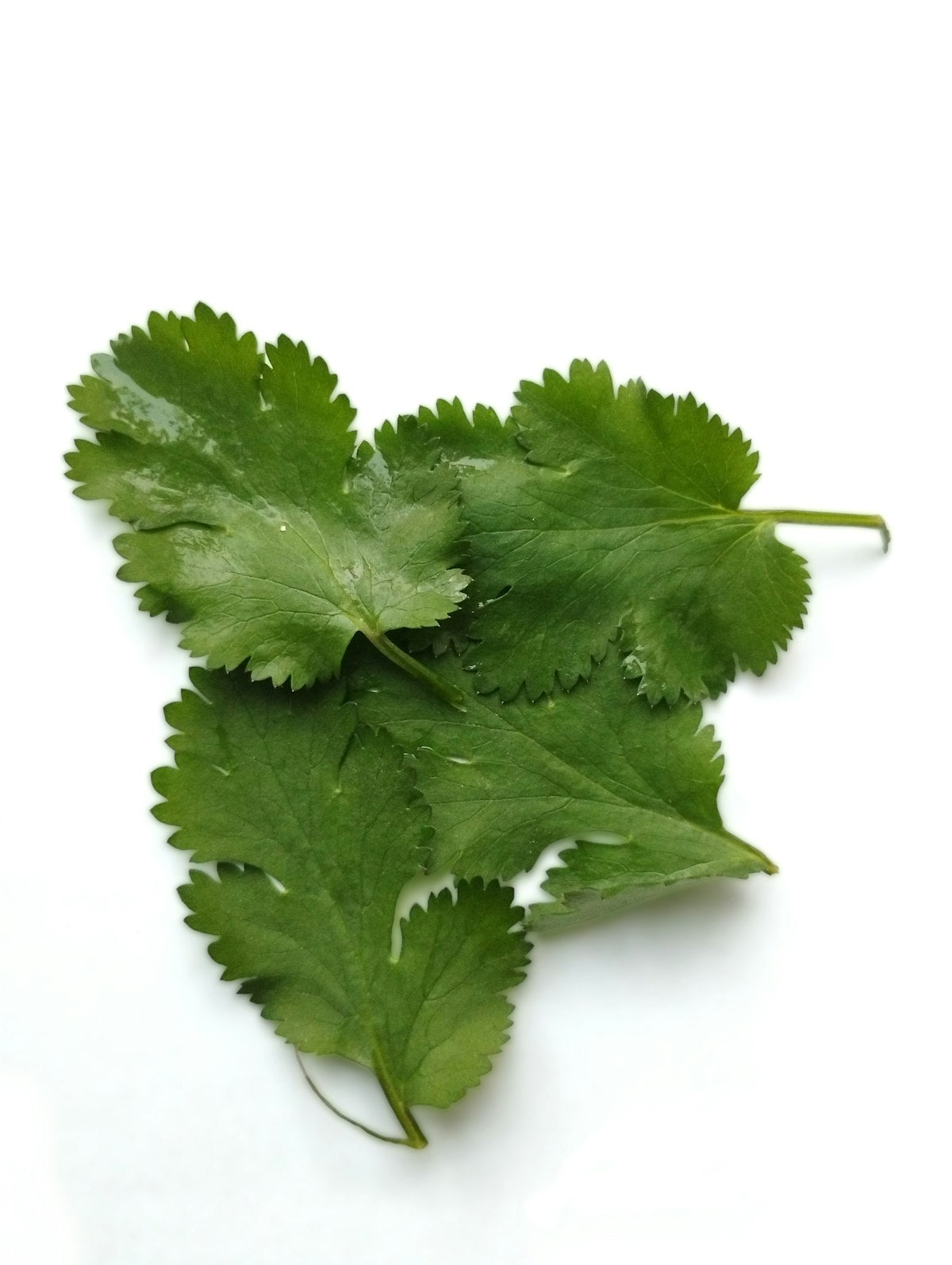 Cilantro Per PC