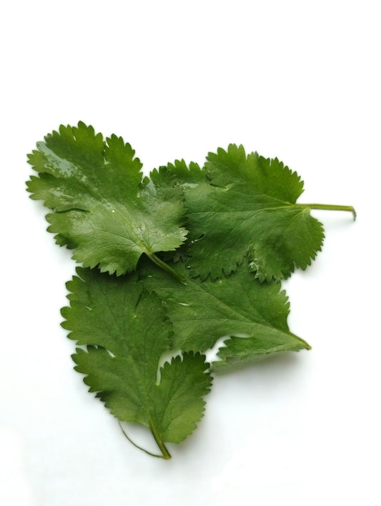 Cilantro Per PC