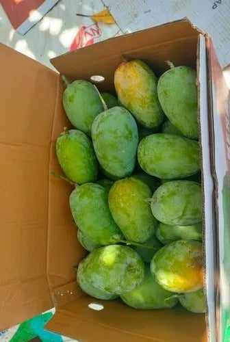 Indian Rajapuri Mango Box