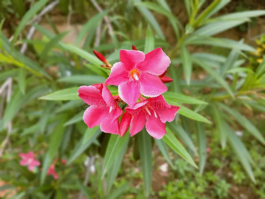 Ganneru Flower