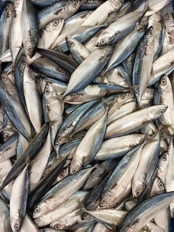 Mackerel Per Lb
